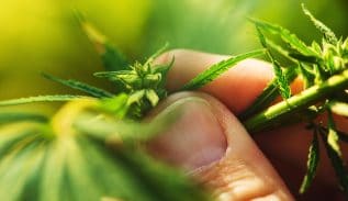 Cannabis Stocks and their potential